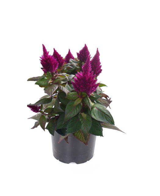 Celosia 'Kelos® Fire Purple'