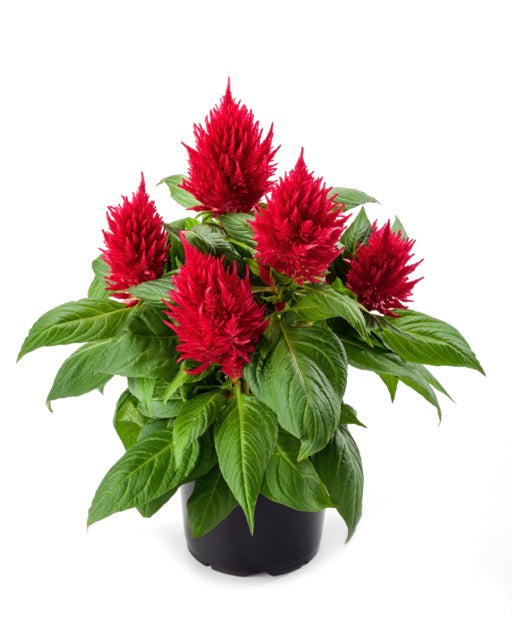 Celosia 'Kelos® Fire Red'