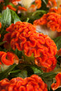 Celosia 'Twisted Dark Orange' close up