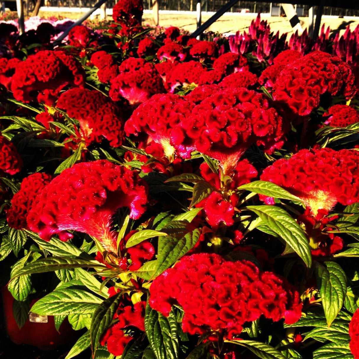 Celosia 'Twisted Red Currant'