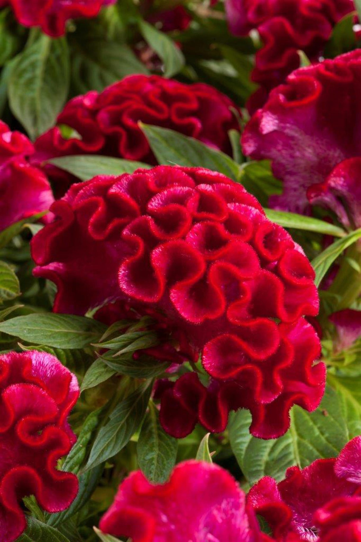 Celosia 'Twisted Strawberry'