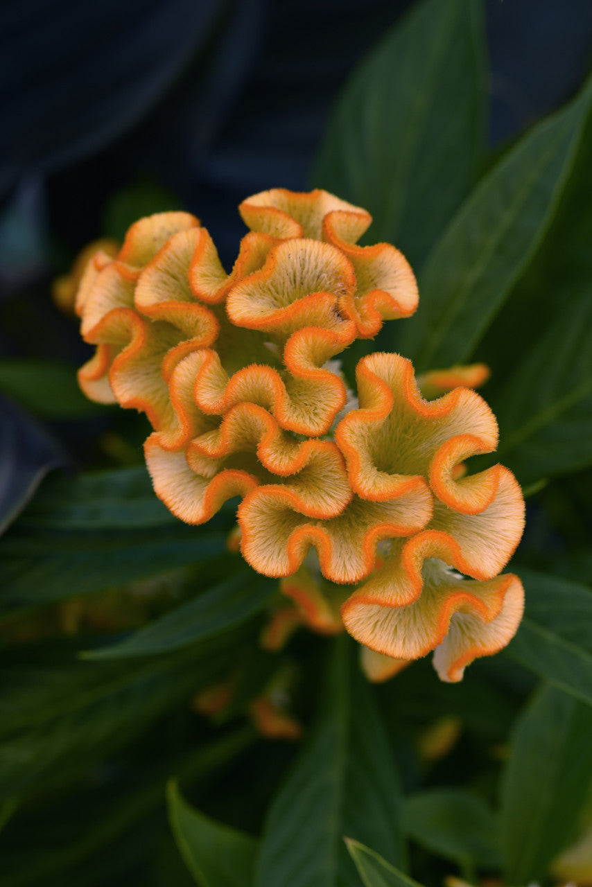 Celosia 'Twisted Yellow' close up