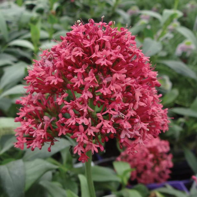 Centranthus ruber 'Pretty Betsy'