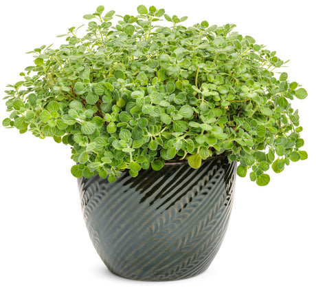 Plectranthus  'Proven Accents® Cerveza 'n Lime®' in decorative pot