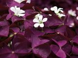 Oxalis triangularis 'Charmed® Wine'