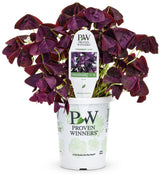 Oxalis triangularis 'Charmed® Wine' in grower pot