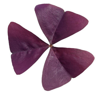 Oxalis triangularis 'Charmed® Wine' foliage