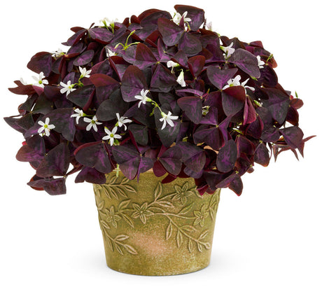 Oxalis triangularis 'Charmed® Wine' in decorative pot