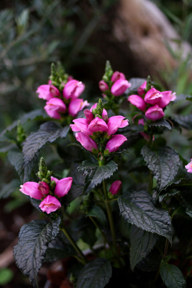 Chelone lyonii 'Tiny Tortuga'