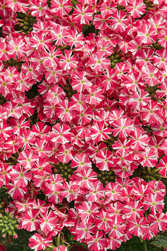 Verbena hybrid 'Superbena Royale® Cherryburst' – Romence Gardens
