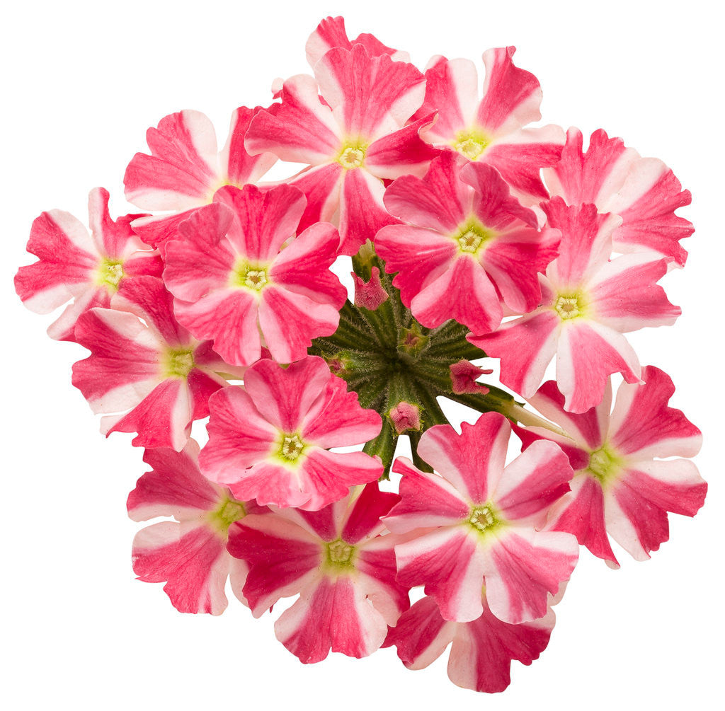 Verbena hybrid 'Superbena Royale® Cherryburst' flower