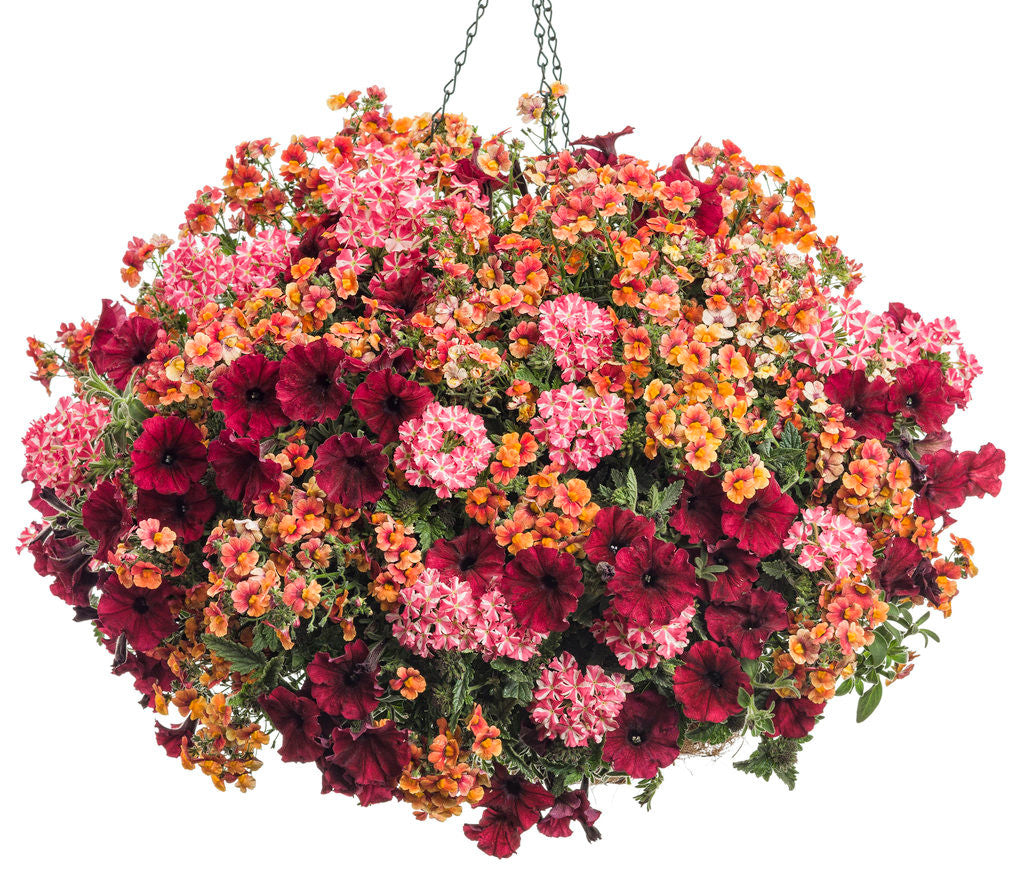 Verbena hybrid 'Superbena Royale® Cherryburst' – Romence Gardens