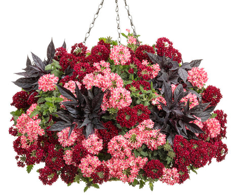 Verbena hybrid 'Superbena Royale® Cherryburst' combination