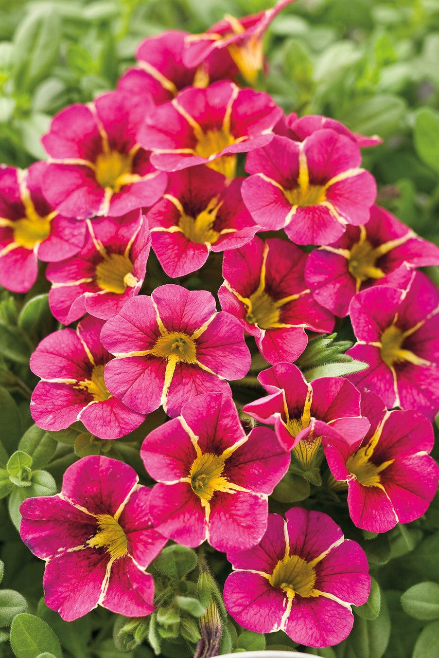 Calibrachoa hybrid 'Superbells® Cherry Star' close up