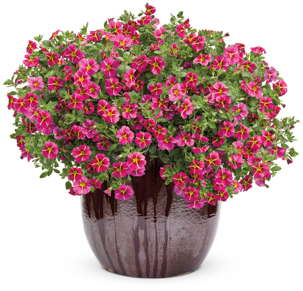 Calibrachoa hybrid 'Superbells® Cherry Star' in decorative pot