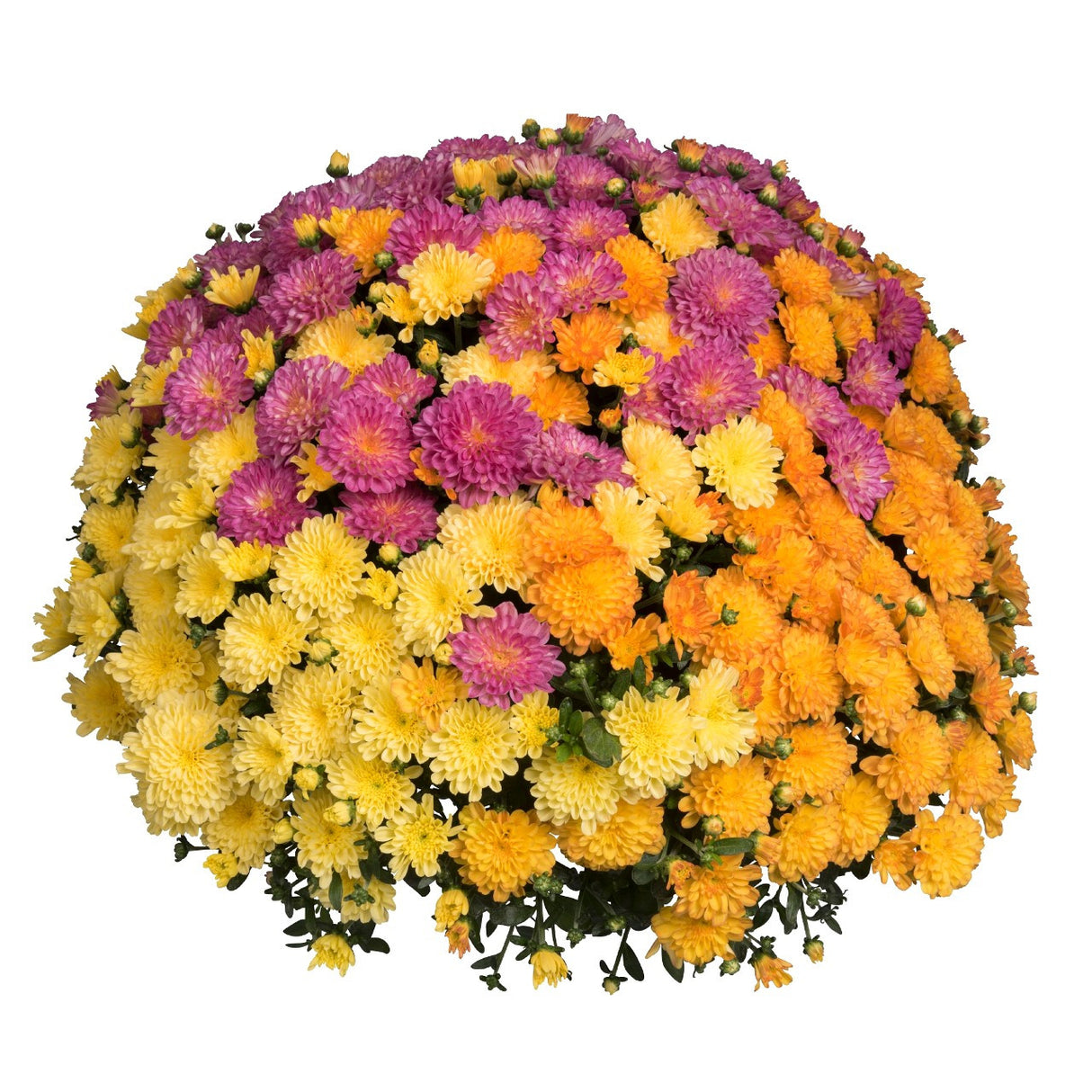 Chrysanthemum 'Confetti Garden Virgo'-10 Inch Pot