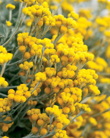 Chrysocephalum apiculatum 'Flambe® Yellow'