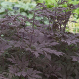 Close-up of dark purple foliage with a blurred green background
