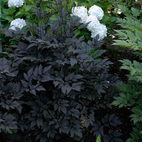 Cimicifuga ramosa 'Hillside Black Beauty'