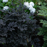 Cimicifuga ramosa 'Hillside Black Beauty'