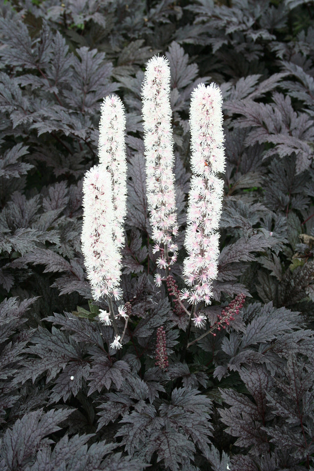 Cimicifuga ramosa 'Pink Spike'