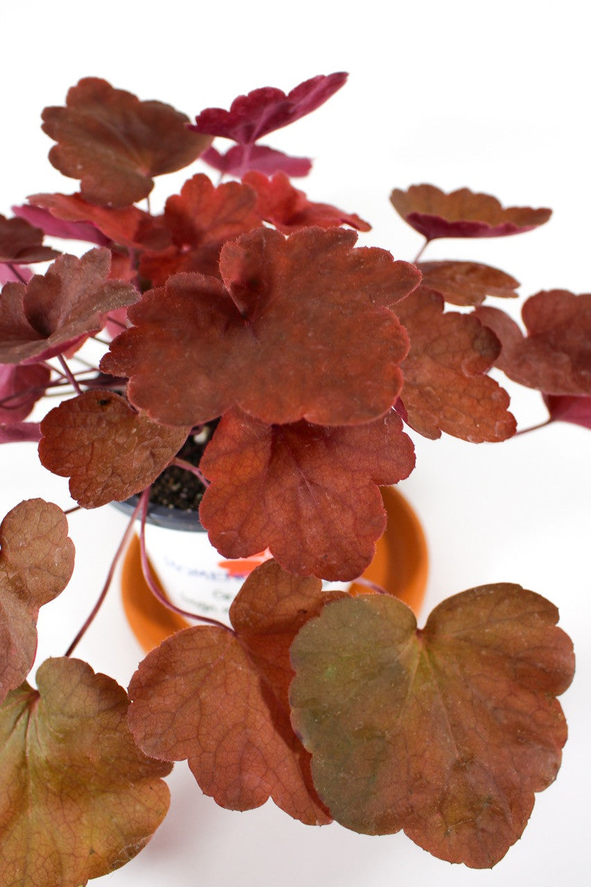 Heuchera hybrida 'Carnival Cinnamon Stick' close up 2