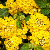 Lantana hybrid 'Luscious® Citron™'