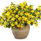 Lantana hybrid 'Luscious® Citron™' in decorative pot