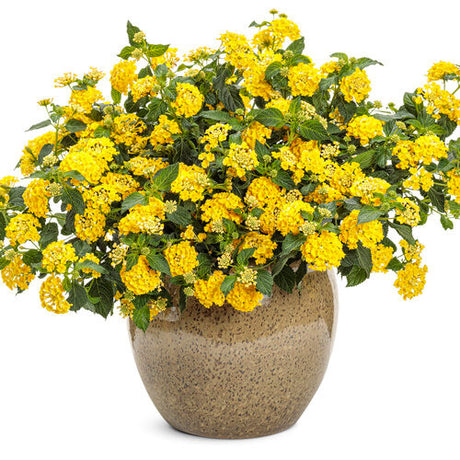 Lantana hybrid 'Luscious® Citron™' in decorative pot