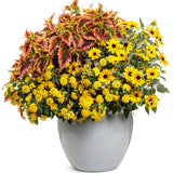 Lantana hybrid 'Luscious® Citron™' combination