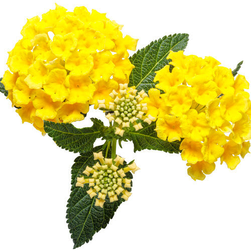 Lantana hybrid 'Luscious® Citron™' flower