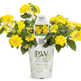 Lantana hybrid 'Luscious® Citron™' in grower pot