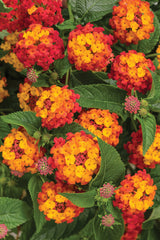 Lantana camara 'Luscious® Citrus Blend™'