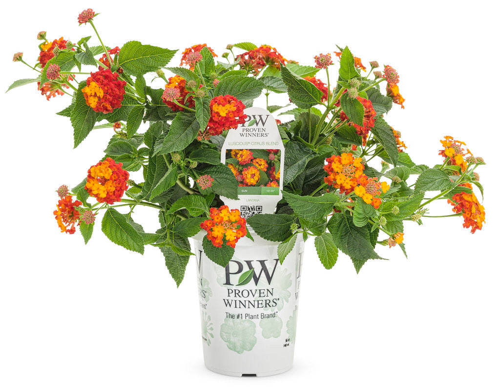 Lantana camara 'Luscious® Citrus Blend™' in grower pot