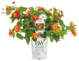 Lantana camara 'Luscious® Citrus Blend™' in grower pot