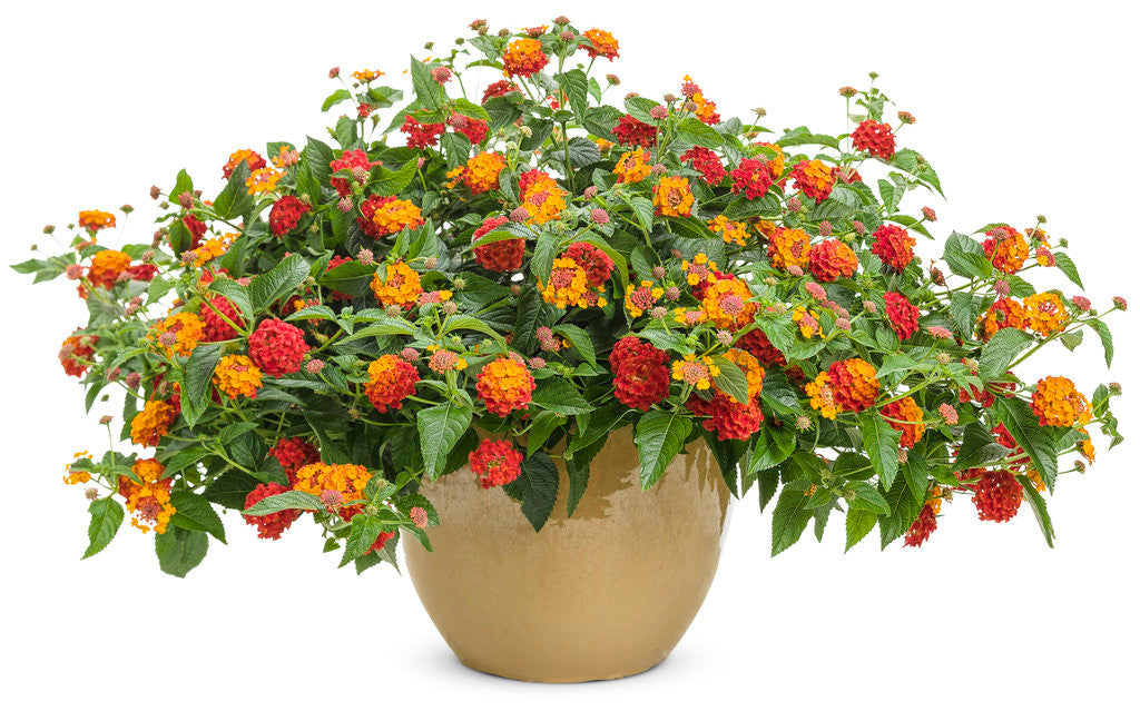 Lantana camara 'Luscious® Citrus Blend™' in decorative pot