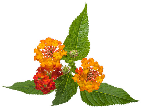 Lantana camara 'Luscious® Citrus Blend™' flower