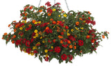 Lantana camara 'Luscious® Citrus Blend™' combination