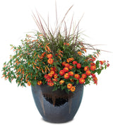 Lantana camara 'Luscious® Citrus Blend™' combination