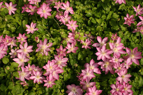 Clematis 'Asao'