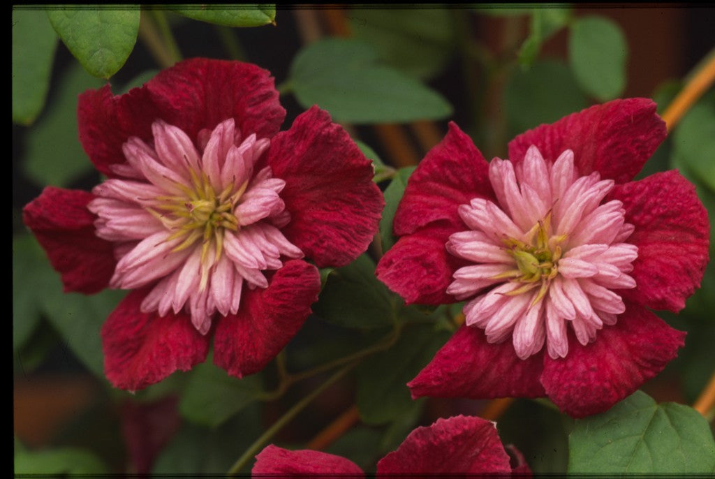 Clematis 'Avant Garde'