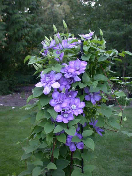 Clematis 'Blue Light™'