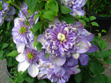 Clematis 'Blue Light™'