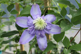 Clematis 'Blue Light™'