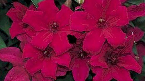 Clematis 'Cardinal Wyszynski'