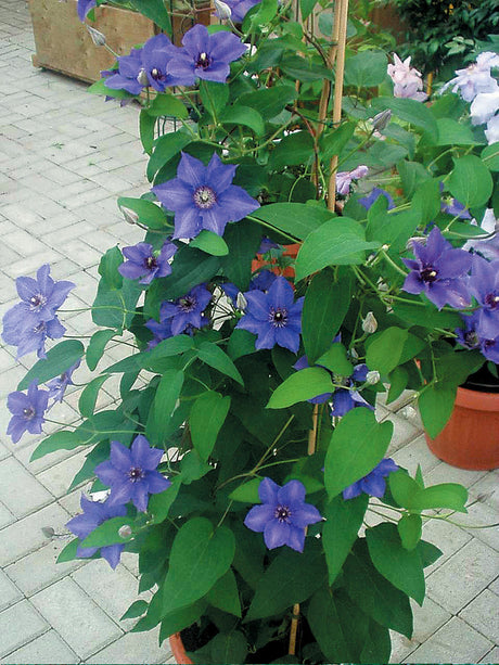 Clematis 'Climador™'