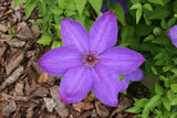 Clematis 'Elsa Spath'