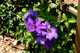 Clematis 'Elsa Spath'