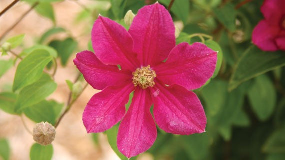 Clematis 'Ernest Markham'