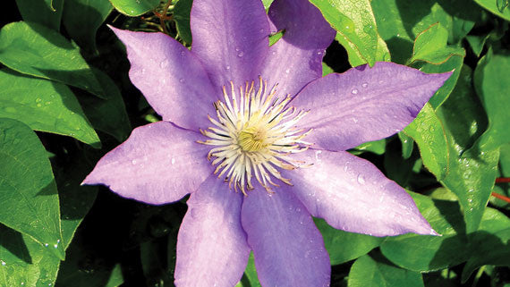 Clematis 'H.F. Young'